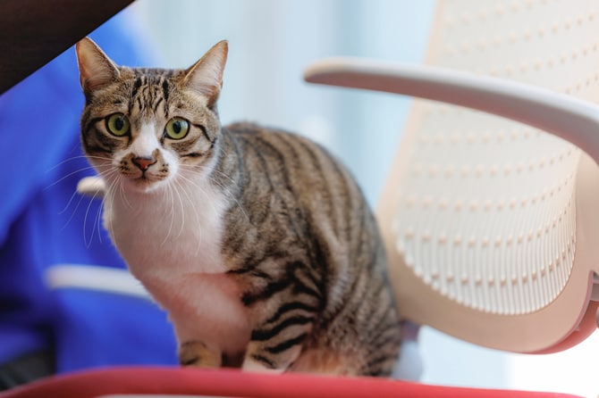 ロイヤルカナン社員・大坂さんの飼い猫で、社会化に成功したドロンパくん（1歳10カ月）。定期的に「出社」できるように。