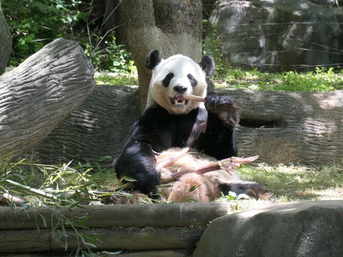 アトランタ動物園にいた頃の洋洋。2018年4月。