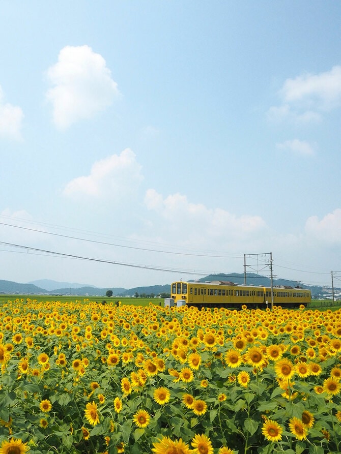 近江鉄道とひまわり畑。