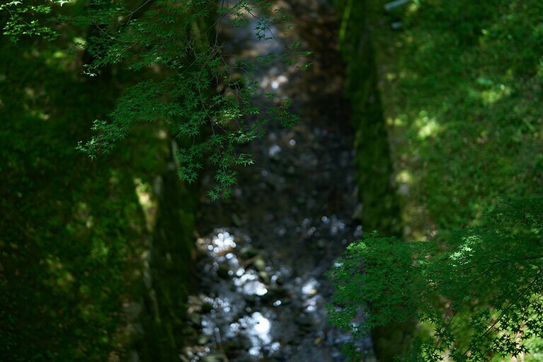 東福寺の敷地内にはイロハモミジ、トウカエデなどが約2,000本植えられています。