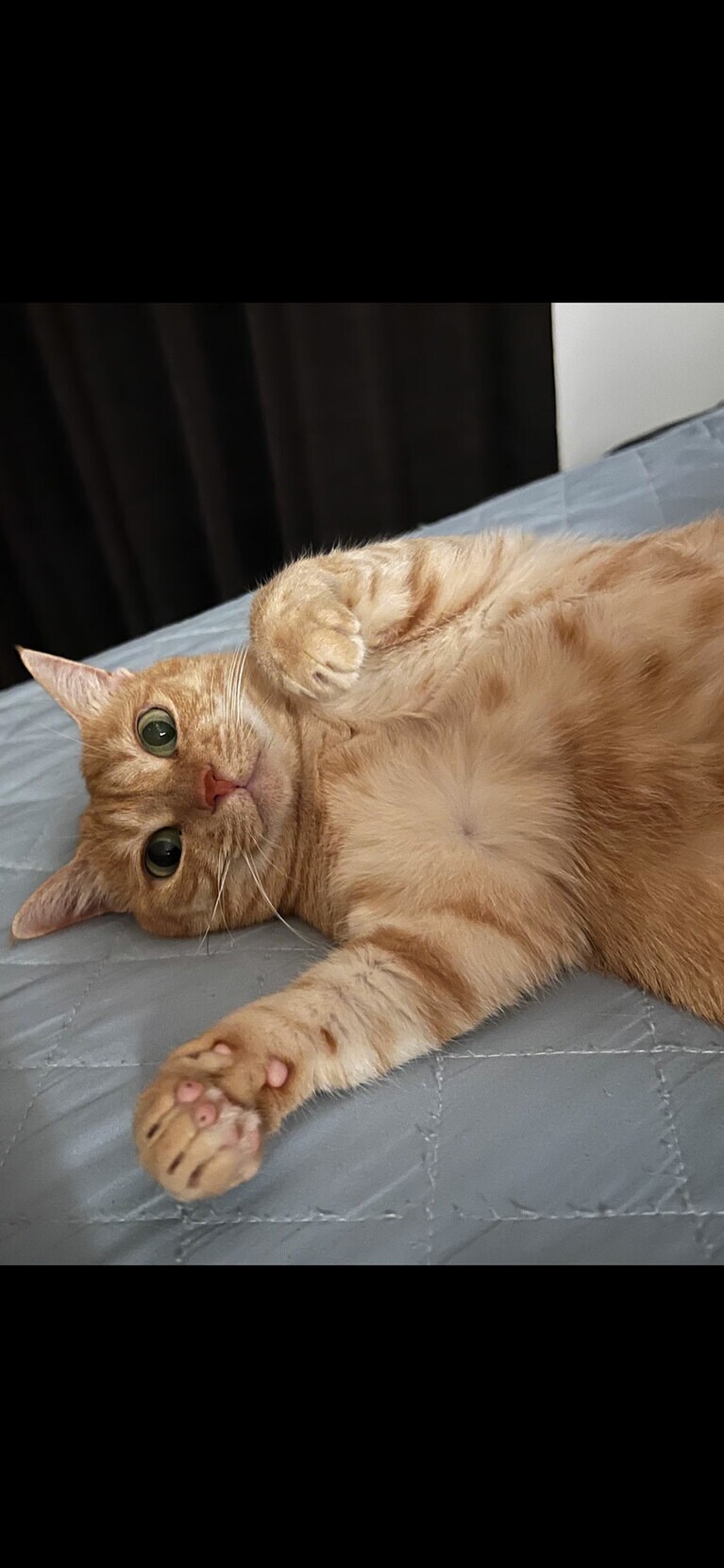 梨子 ♀ 6歳。ビビりだけど内弁慶。だけどベッドに入ると、へそ天して飼い主をベッドに誘ってくる梨子さんです。