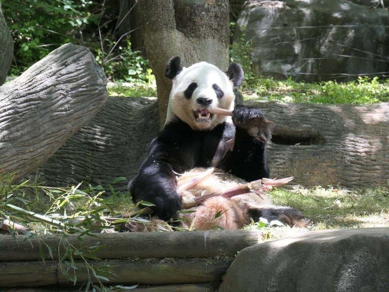 アトランタ動物園にいた頃の洋洋。2018年4月。
