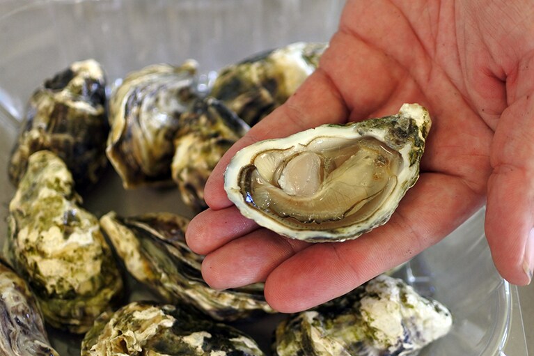 牡蠣を入れたケージを毎日スタッフが回転させるそう。手間ひま、かかっています。