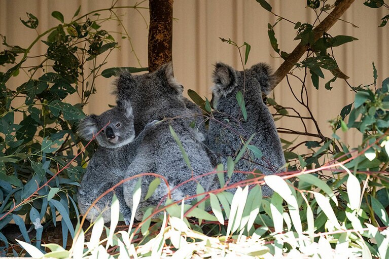 赤ちゃんが甘える。