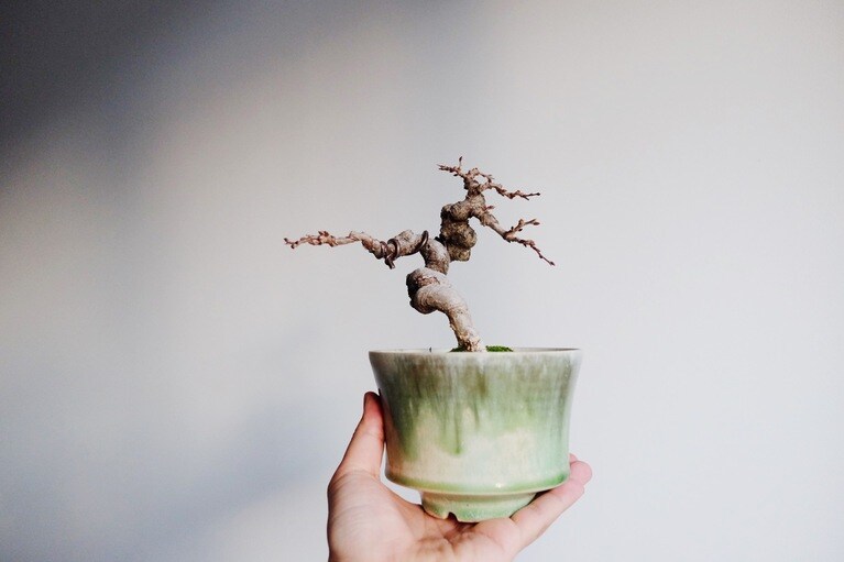 葉が落ちると、幹の形状のユニークさが際立つ。