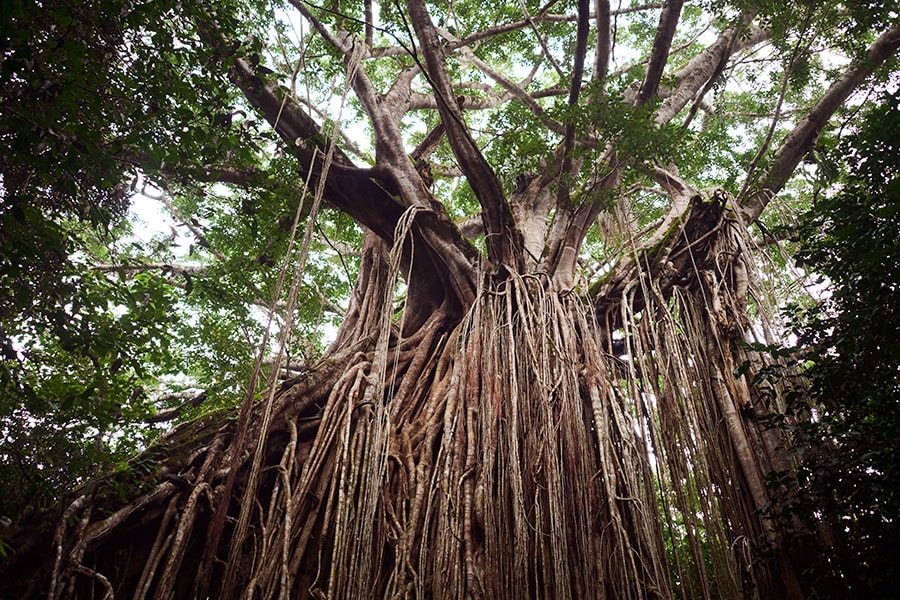 ほかの木に巻きついて育つ“締め殺しのイチジク″。樹齢500年ほどとされる。