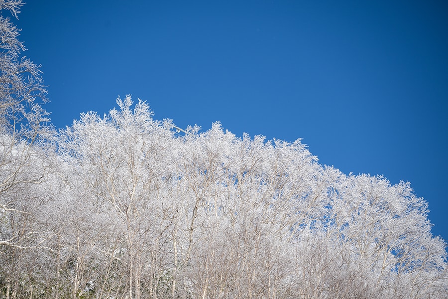 空気中の水分が氷結して木々に付着する霧氷を気軽に鑑賞できるのは、トマムならでは。