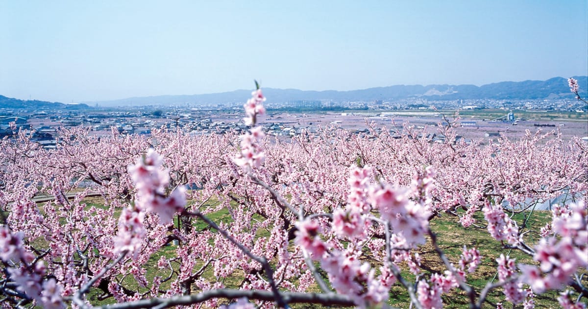 和歌山県 2021年版】 春の絶景・風物詩5選 これぞ桃源郷！ 一面ピンク