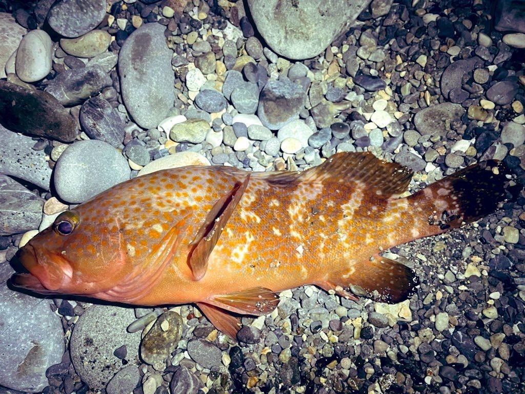 キジハタ（富山県の海の幸を次の写真から紹介します）