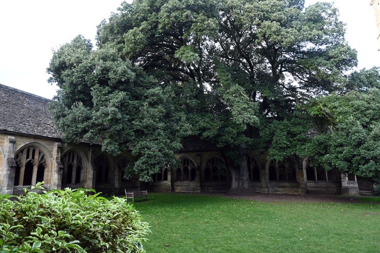 この樫の木の下のベンチは、実際の学生にとっても憩いの場。