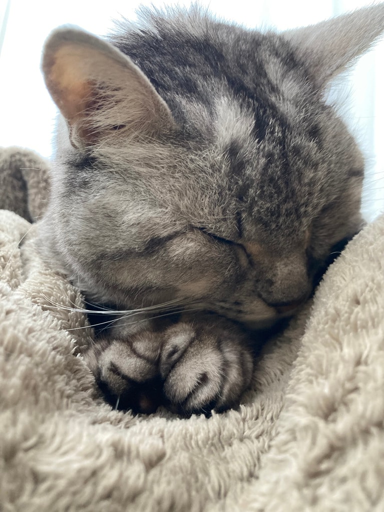 ミッキー ♂ 18歳。「おじいちゃん猫ですがその姿は今も天使のようなかわいらしさ。ついつい撫でて起こしてしまって迷惑そうな顔をされてしまいます」（飼い主さんより）。