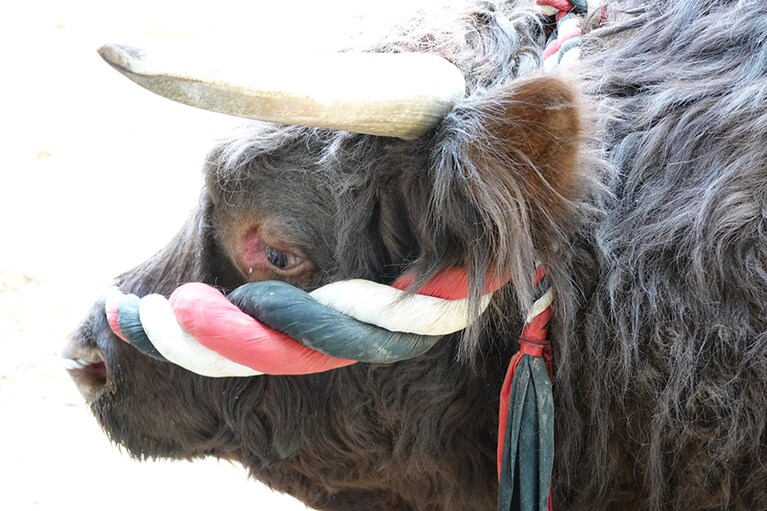 つぶらな目がかわいい。