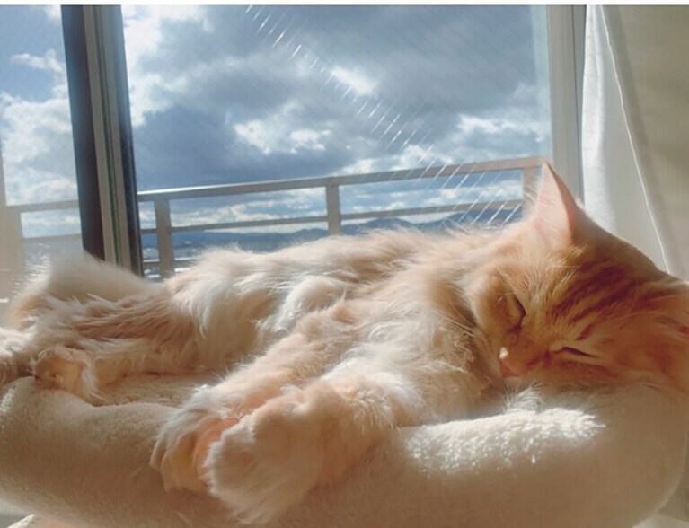 ラテ オス 6歳。お気に入りの場所で、お昼寝中（まーさん）。