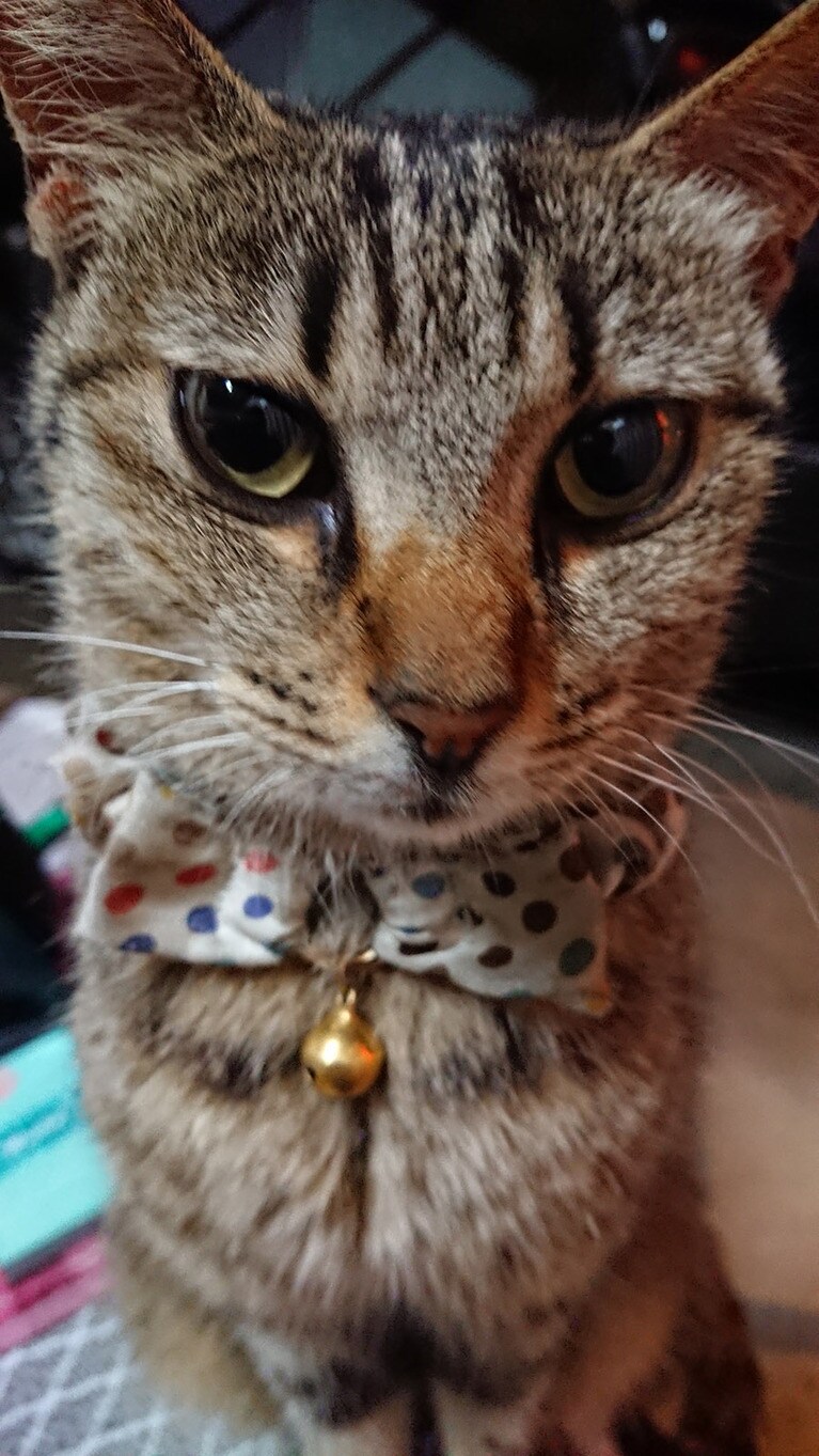 ちびしゃん ♀ 5歳。たまたま、可愛いく撮れました