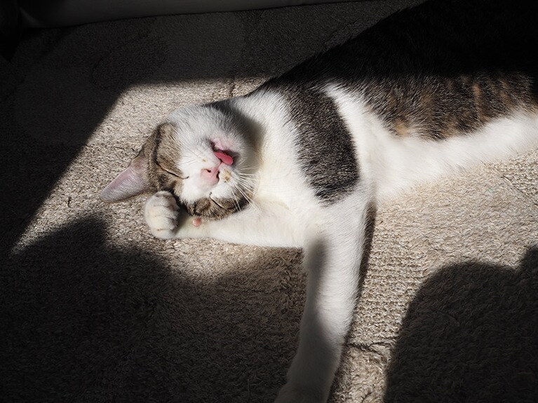 チィ ♂ 1歳。陽射しの下、気持ちよさそうにしているところです。いつも心和ませてくれて本当にありがとう。 これからもよろしくね！