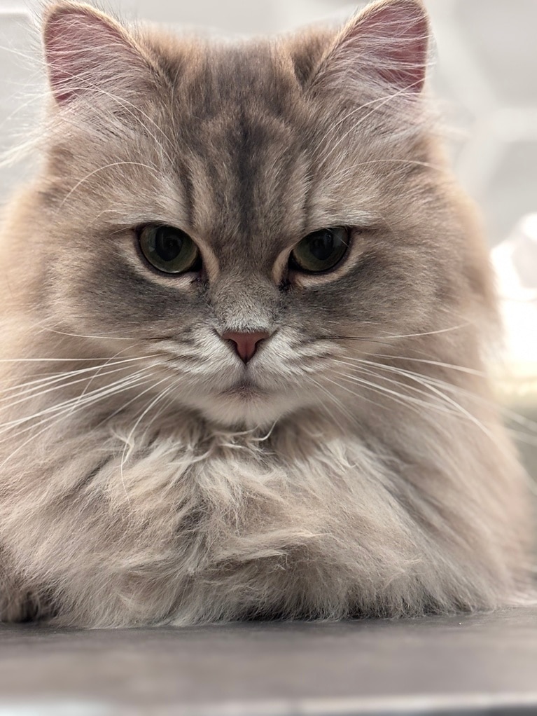 ひなたちゃん ♀ 2歳。