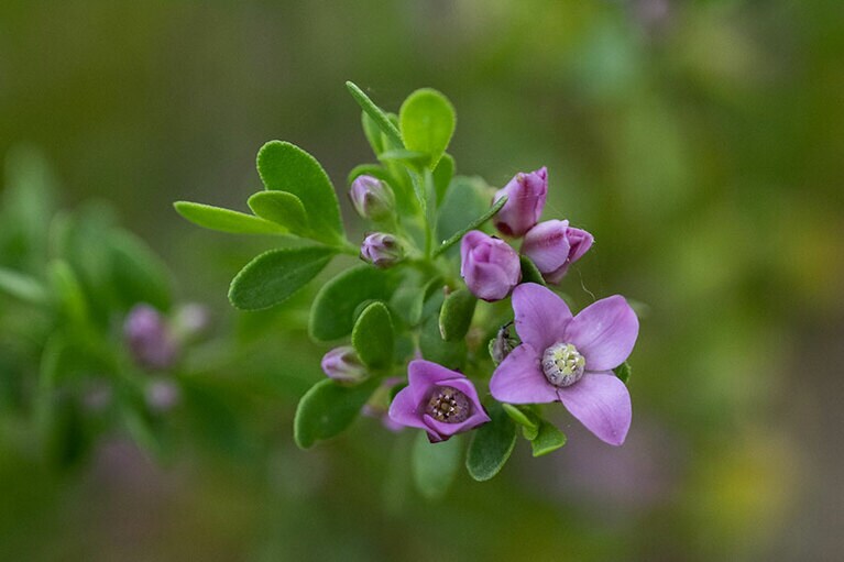 キングスパーク。