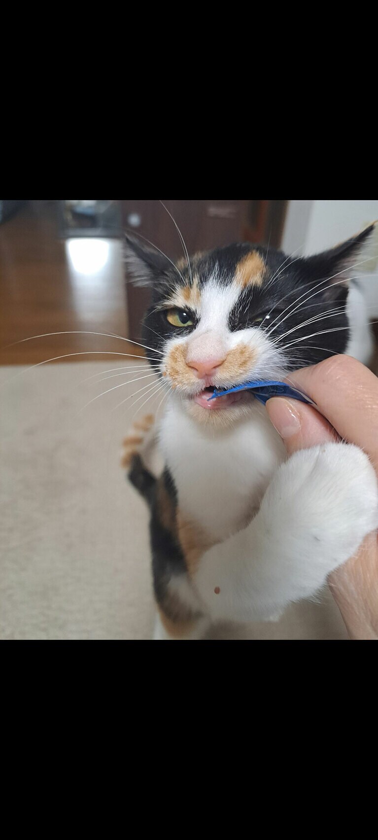 ミケ ♀ 5カ月。うまうまは、絶対に離さないです♡（いーちゃんさん）