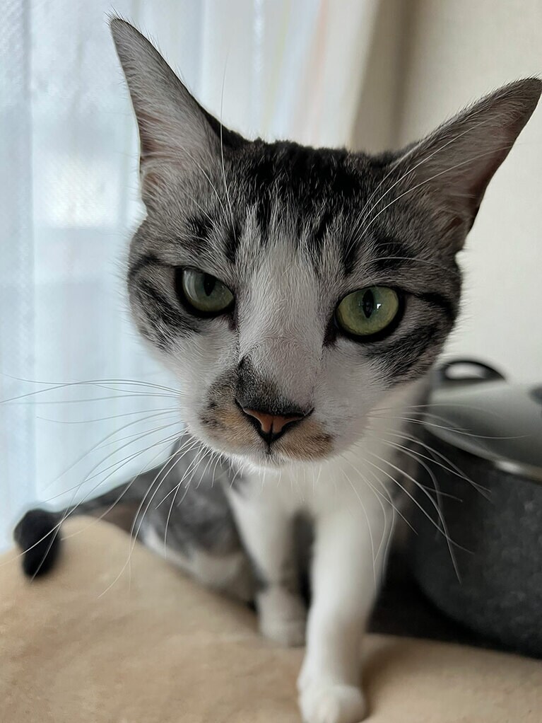 むんたろう ♂ 4歳。家族が寝ると夜な夜な騒ぎ始める寂しがり屋な漢です。