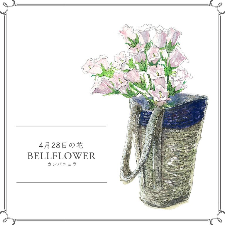 4月28日の花「カンパニュラ」