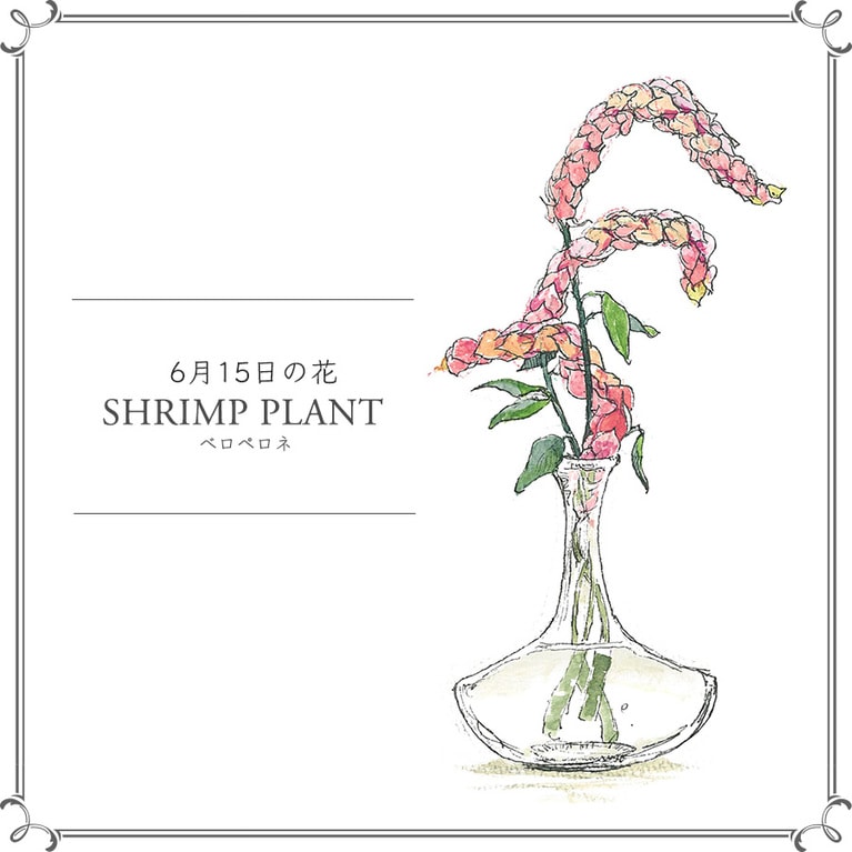 【6月15日の花】べロペロネ