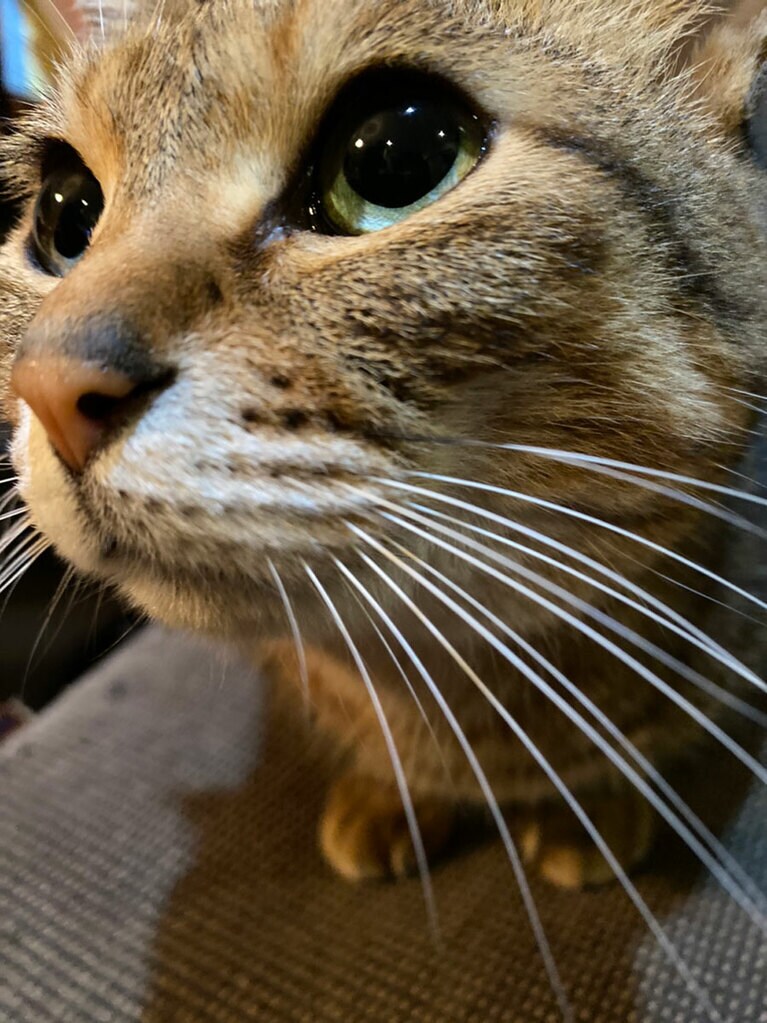 チョコ ♀ 8歳。拾い猫がこんなに大きくなりました！