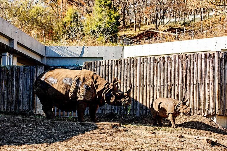 インドサイのゴポン、デコポン親子。