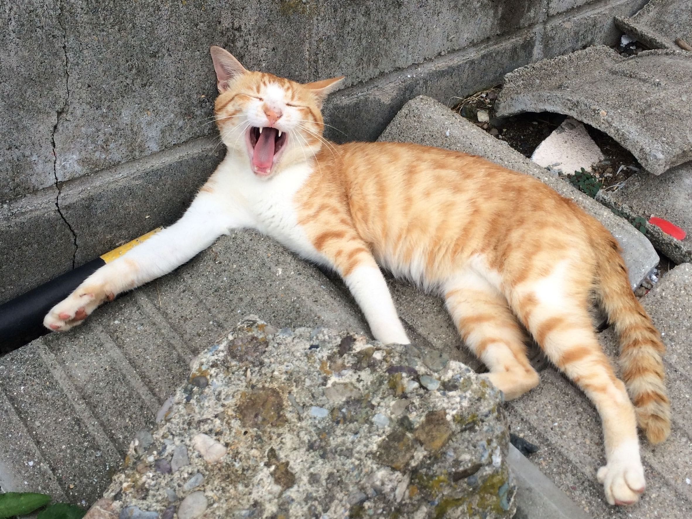 人懐っこい青島の猫