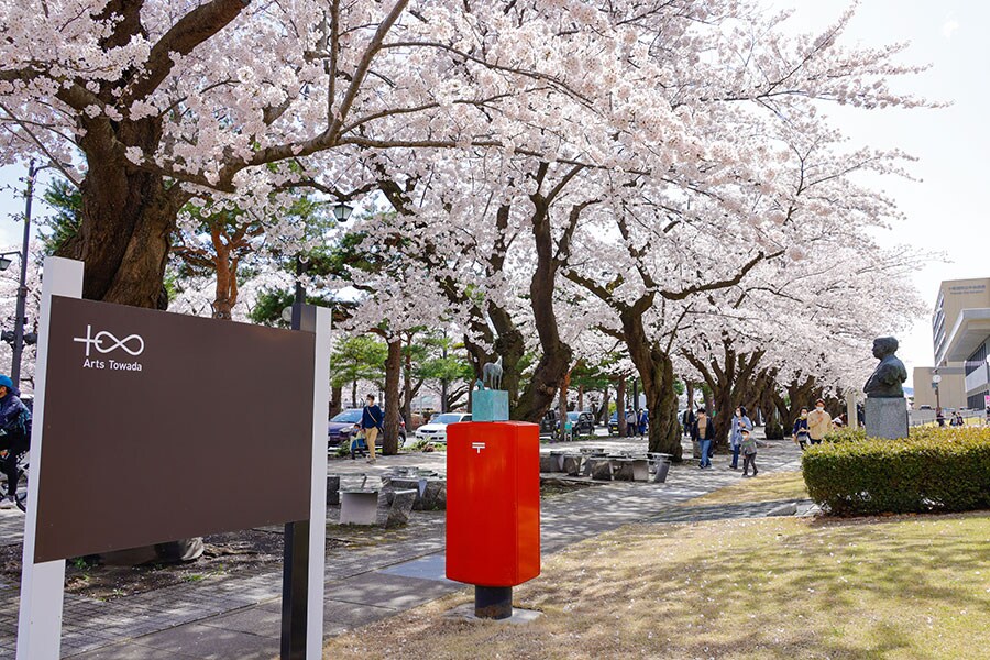 官庁街通りの桜。©十和田奥入瀬観光機構