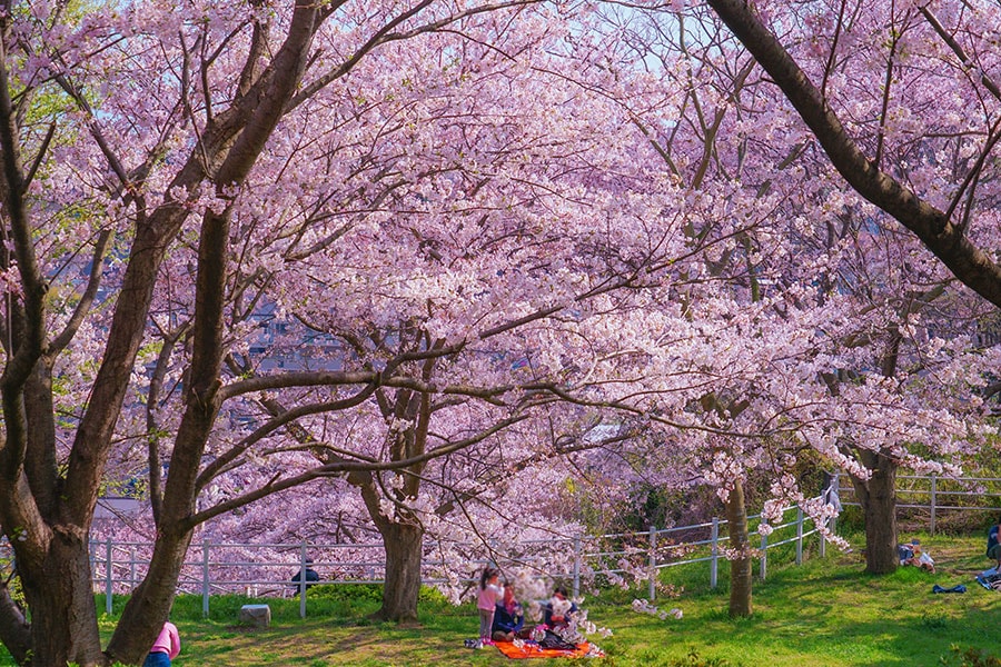 【神奈川県】本牧山頂公園の桜。写真：makoto.h/イメージマート