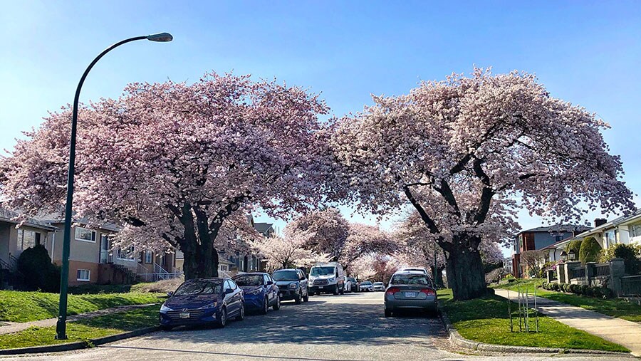 4月8日(水)、散歩途中に見つけた咲き誇る桜の大きな木。
