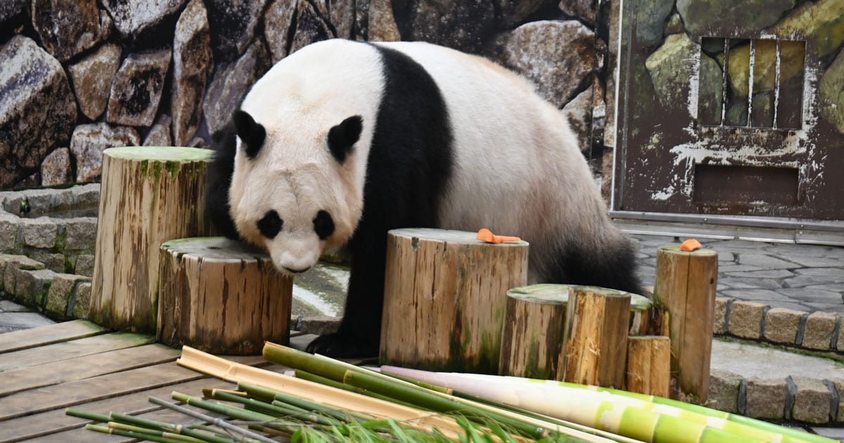 中国に和歌山生まれのパンダ10頭が集結！ 姉妹の結浜・楓浜は近くで