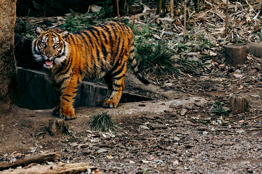 2023年4月に上野動物園で誕生したアサ。