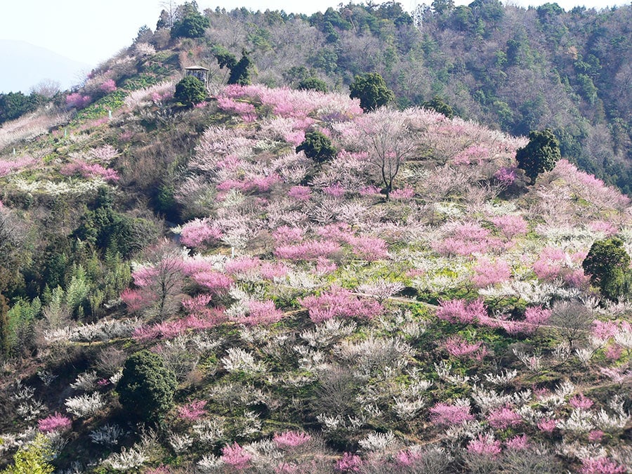 【愛媛県】七折梅園。