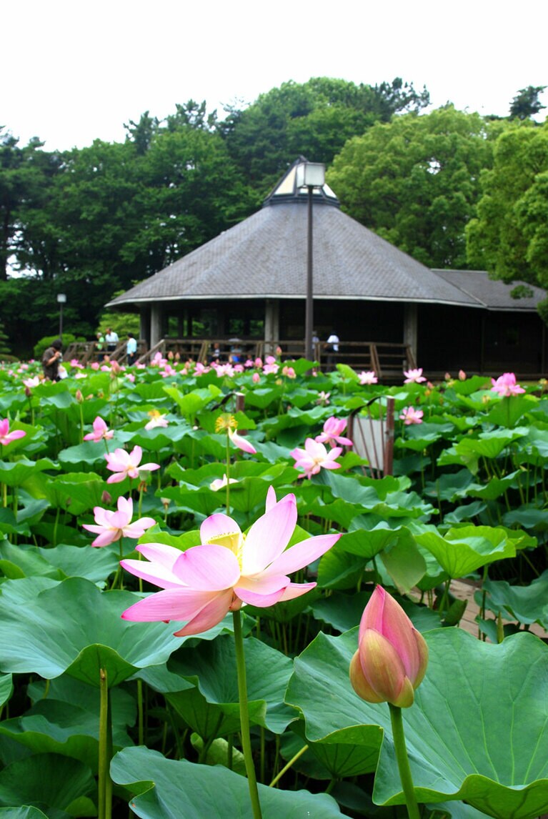 【千葉県】千葉公園のハス池。