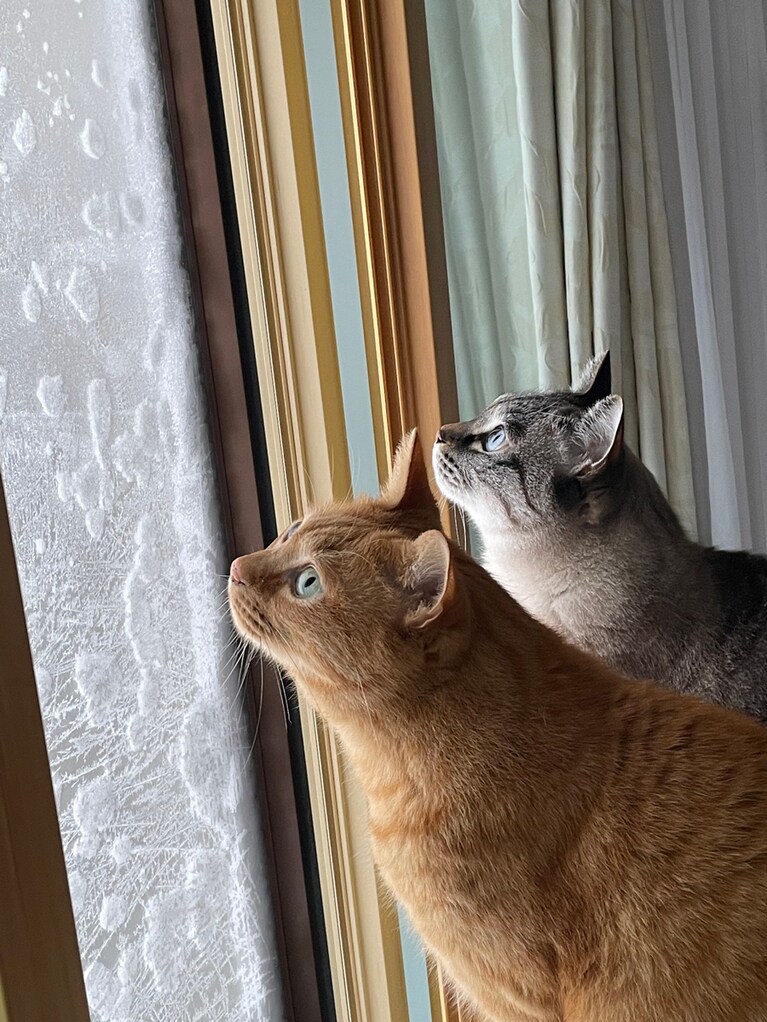 こてつときなこ ♂ 8歳。