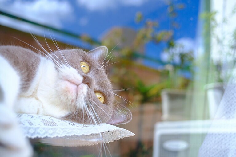 にゃんらい ♀ 10歳。日光浴が好きでお気に入りの場所。ベランダの窓越しから忍び寄って撮りました。