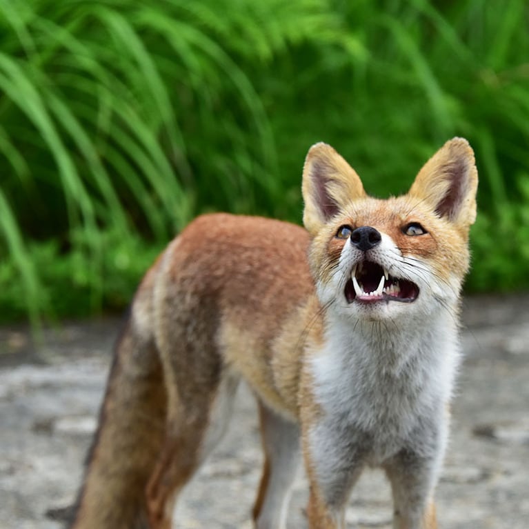 「絶対にエサをやらない」「動物を刺激しない」など人間界との境界を考えながら行動することがルール。