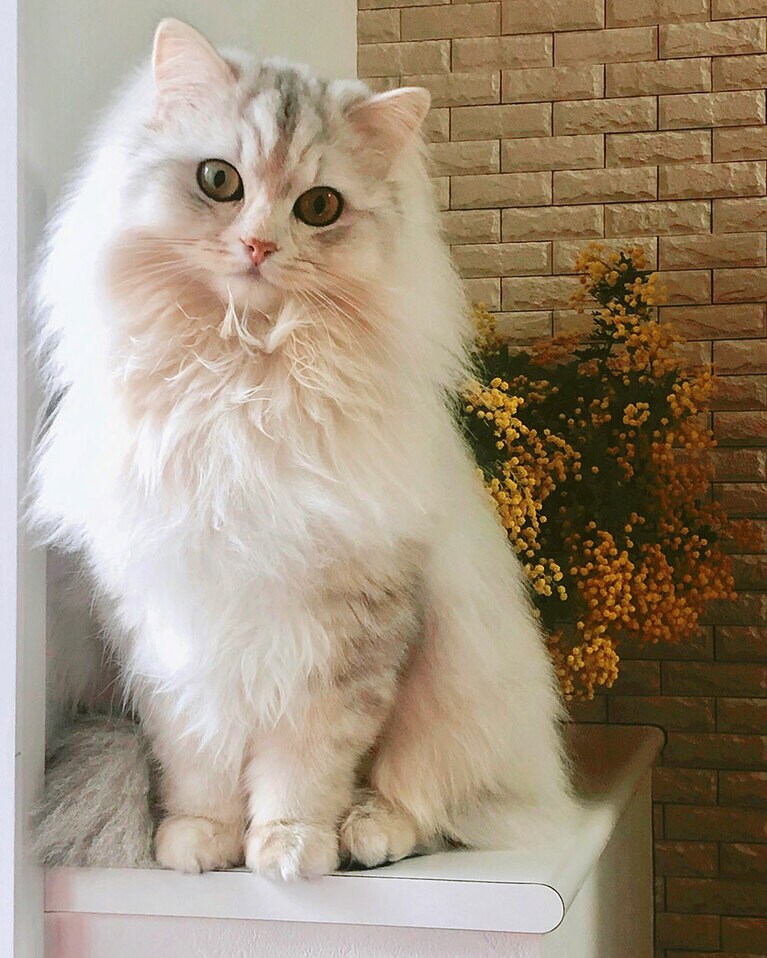 エリィ メス 3歳。ネコ界のグレース・ケリー再び降臨。2022年の【かわいいニャン】グランプリ「美猫-1グランプリ」部門でNo.1に選んでいただいた大切な思い出の1枚です。あれから2年の月日が経ち、ますます神々しく愛らしさに磨きがかかるエリィ嬢です♪（mackieさん）。