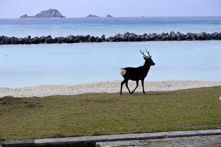 マイペースに浜辺を歩くケラマジカ。夜、集落では闊歩するケラマジカの蹄の音が。