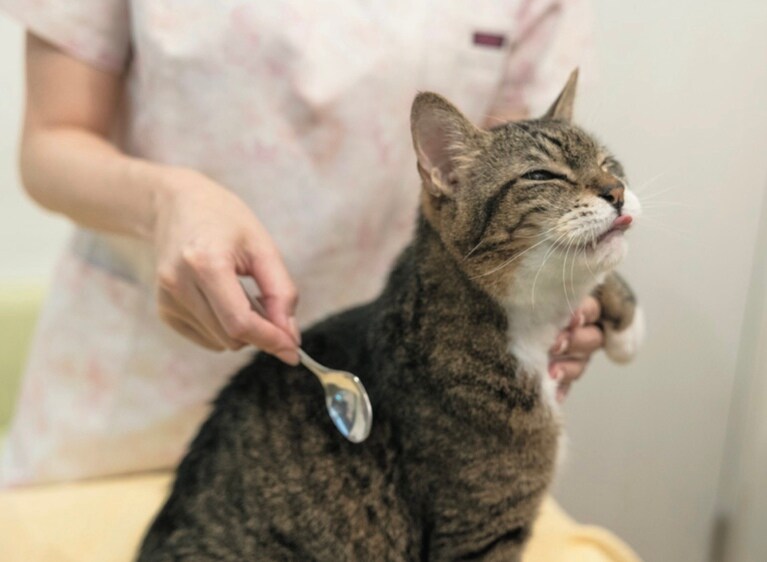 写真は『春夏秋冬猫ほぐし』より。