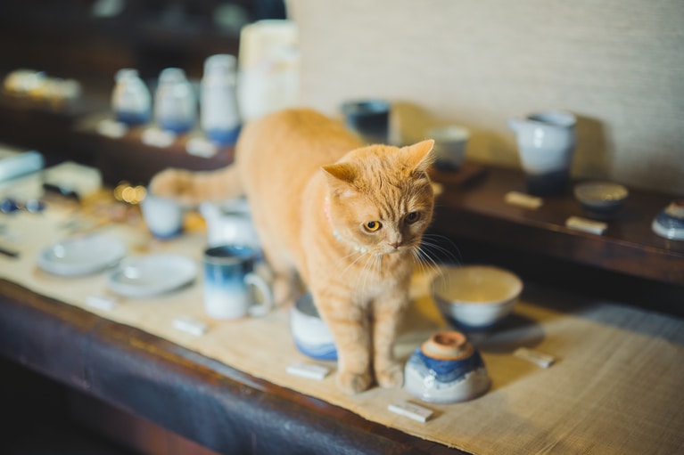 特技は器を倒さずに歩くこと。看板猫の鑑！