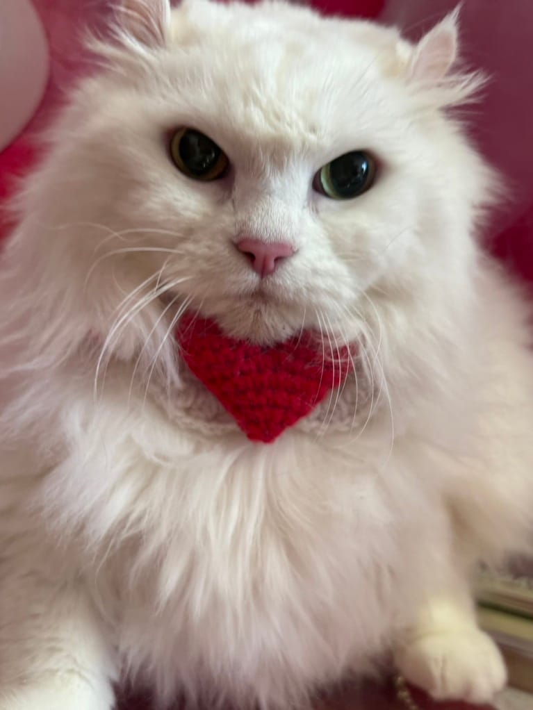 blanc（ブラン） ♀ 12歳。「アメリカンカールの女の子、毎月1度のトリミングで真っ白キープ！　周りにワンちゃんが居ても全然物怖じしないおっとりさん。避妊手術の際、先天的に腎臓が1つしか無い事が判明。3週間に1度の受診とお薬で今まで頑張って来ています。もっともっと長生きしてね」（飼い主さんより）。