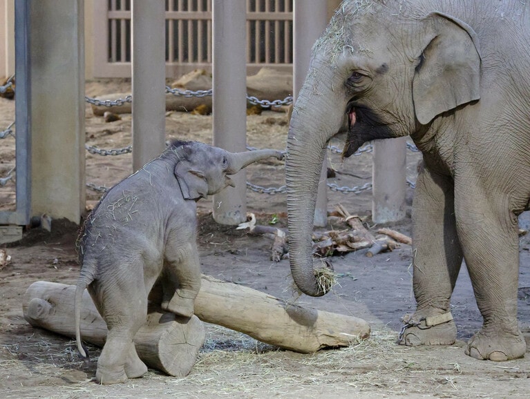 2023年8月に円山動物園で誕生したタオ（写真左）。ミャンマー語で「輝き」を意味する。©時事