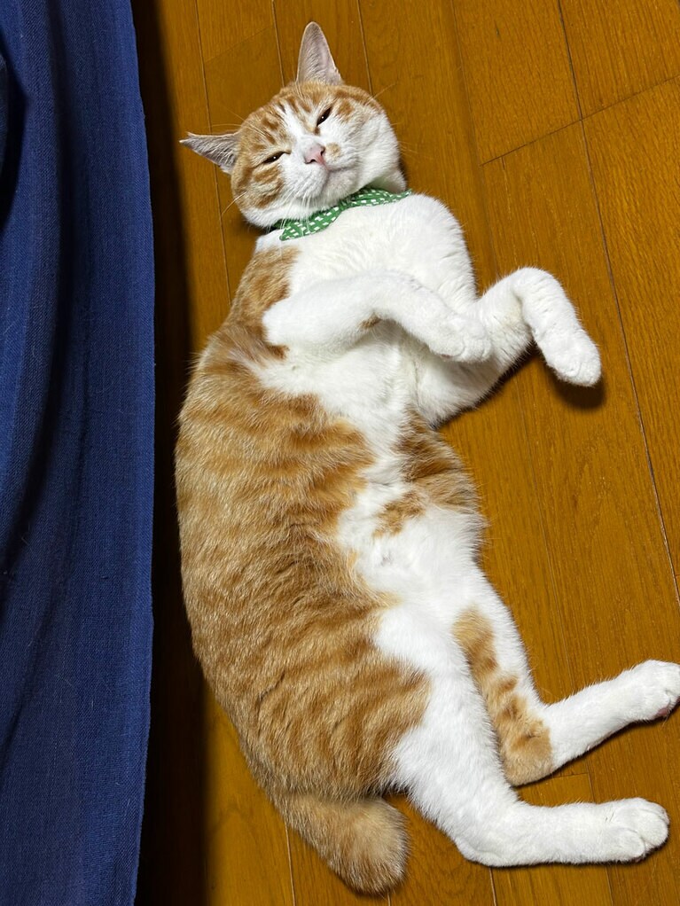 みたらし ♂ 1歳。帰宅するとお腹をみせて早く撫でてーと甘えてくる姿に毎日癒されています（くまごろうさん）