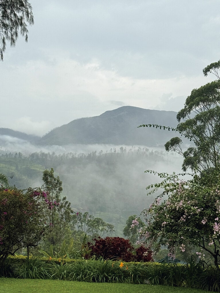 ヌワラエリヤでは寒暖差が大きく、霧がよく立ち込める。この寒暖差が独特の渋みをゆっくりとつくる。