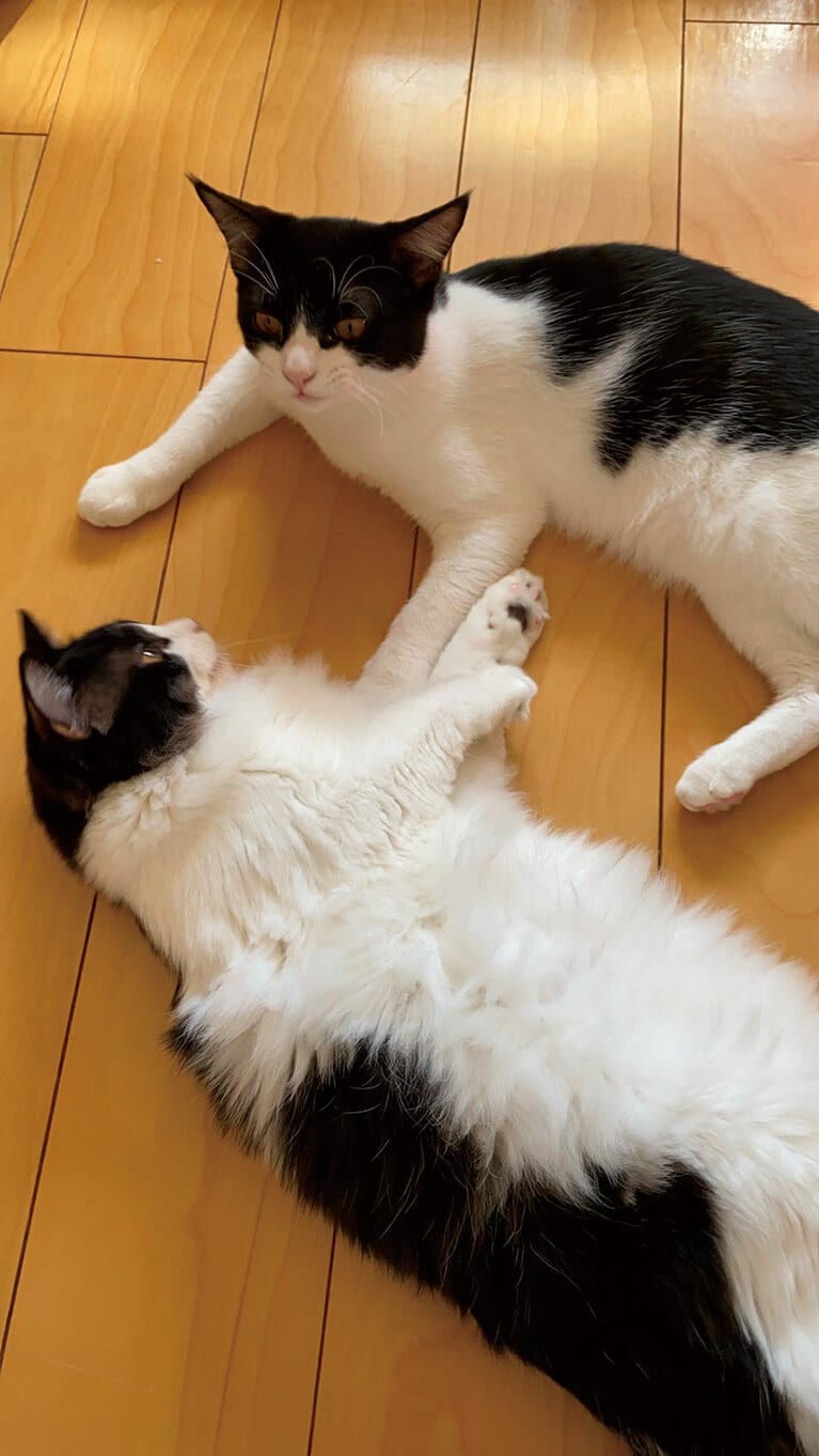 18:00　兆猛と丹猛が起床。　『保護ネコに幸せにしてもらった僕の推しネコ活』（主婦の友社）より