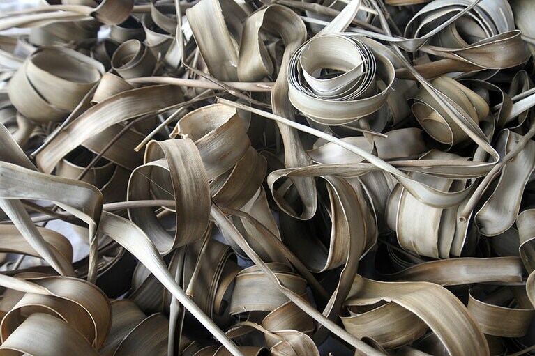 アダンの葉は1カ月間乾燥させたのち、製作直前に裂きます。