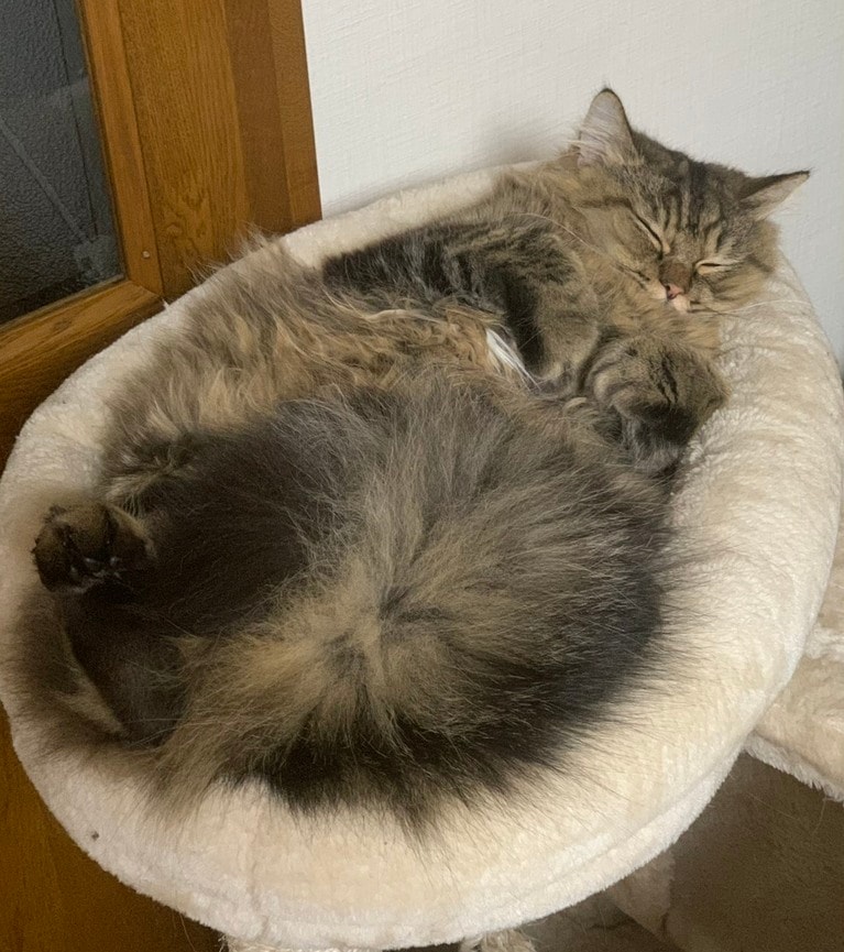 望月さんの愛猫・レオくん。