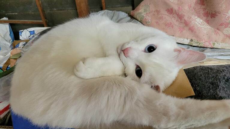 シロ ♂ 4歳。揺れるまなざし（潦 昶さん）